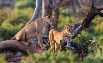 Devalia Safari Park